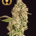 OG Reek'n Regular Cannabis Seeds | Devil’s Harvest Seeds