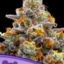 Boost Highness Feminised Cannabis Seeds - Anesia Seeds