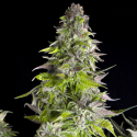 Romulan Feminised Cannabis Seeds | Pyramid Seeds USA Range