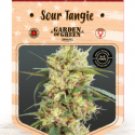Sour Tangie Feminised Cannabis Seeds | Garden of Green