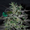 Strawberry Blue Early Version Feminised Cannabis Seeds | World of Seeds