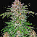 GG4 Sherbet Fast Feminised Cannabis Seeds | Fast Buds