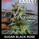 Sugar Black Rose Early Version Feminised Cannabis Seeds | Delicious Seeds