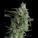 Super OG Kusk Feminised Cannabis Seeds | Pyramid Seeds