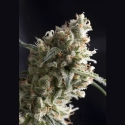 Super Hash Feminised Cannabis Seeds | Pyramid Seeds