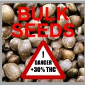 The Future Feminised Cannabis Seeds - 100 Bulk Seeds