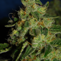 Green Crack Feminised Seeds | Cali Connection