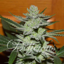 Unknown Kush Feminised Cannabis Seeds | Delicious Seeds