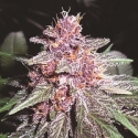 Violeta Regular Cannabis Seeds | Ace Seeds