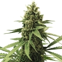 Apple Fritter Feminised Cannabis Seeds | Royal Queen Seeds