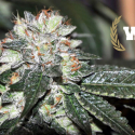 Westside Regular Cannabis Seeds | Allstar Genetics