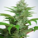 Auto CBD Star Feminised Cannabis Seeds | Ministry of Cannabis