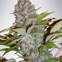 Auto Cheese NL Feminised Cannabis Seeds | Ministry of Cannabis