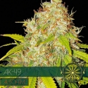 AK-49 Auto Feminised Cannabis Seeds | Vision Seeds