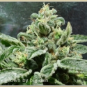 Green Gage Blessings OG Cannabis Seeds