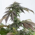 Bubba Kush CBD Feminised Cannabis Seeds | Dinafem Seeds