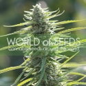 Columbia Gold Regular Cannabis Seeds | World of Seeds