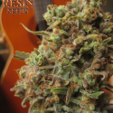 Critical Haze Feminised Cannabis Seeds | Resin Seeds