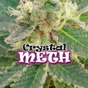 Crystal METH Feminised Cannabis Seeds | Dr Underground