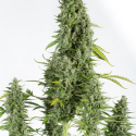 Cheese Autoflowering Feminised Cannabis Seeds | Dinafem Seeds