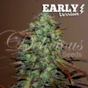 Eleven Roses Early Version Feminised Cannabis Seeds | Delicious Seeds