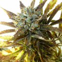 Chazy Auto Feminised Cannabis Seeds | Flash Autos