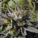 God Bud Regular Cannabis Seeds | BC Bud Depot