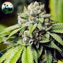 Jon Snow Feminised Cannabis Seeds - Cali Weed