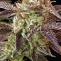 BC Kush Regular Cannabis Seeds | BC Bud Depot