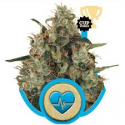 Medical Mass Feminised Cannabis Seeds | Royal Queen Seeds