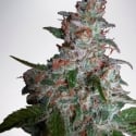 Northern Lights MoC Feminised Cannabis Seeds | Ministry of Cannabis