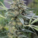 OG Kush CBD Feminised Cannabis Seeds | Dinafem Seeds