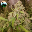 Oreoz Feminised Cannabis Seeds - Cali Weed