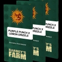 Purple Punch x Lemon Drizzle  Feminised Cannabis Seeds | Barney's Farm 