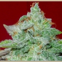 Gage Green Starlet Kush Cannabis Seeds