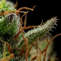 Strawberry Cheesecake Feminised Cannabis Seeds - Humboldt Seed Company