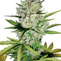 Super Skunk Automatic Feminised Cannabis Seeds | White Label Seed Company