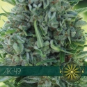 AK-49 Feminised Cannabis Seeds | Vision Seeds