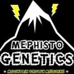 Mephisto Genetics Autoflowering Feminised Cannabis Seeds | Discount Cannabis Seeds
