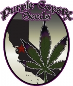Purple Caper Seeds | Discount Cannabis Seeds