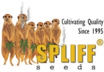 Spliff Seeds | Discount Cannabis Seeds