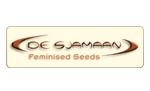 De Sjamann Seeds | Discount Cannabis Seeds