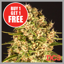 Blue Cheese Feminised Cannabis Seeds - Discount Cannabis Seeds