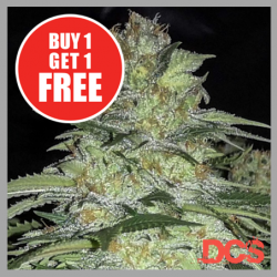 White Widow x Big Bud Feminised Cannabis Seeds | DCS