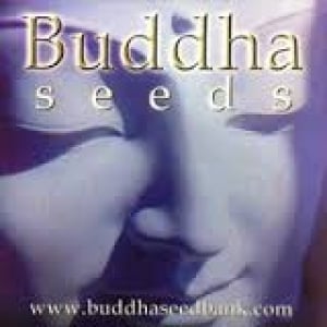 Buddha Cannabis Seeds | Discount Cannabis Seeds