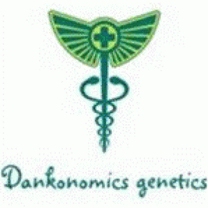 Dankonomics Genetics Cannabis Seeds | Discount Cannabis Seeds