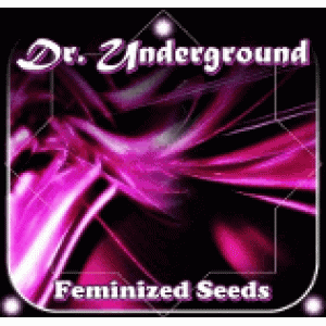 Dr Underground Feminised Cannabis Seeds | Discount Cannabis Seeds