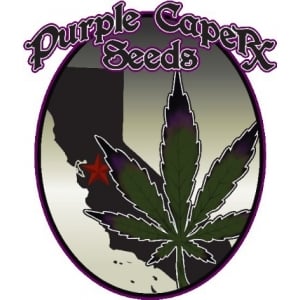 Purple Caper Seeds | Discount Cannabis Seeds