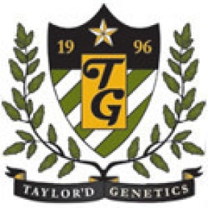 Taylor'd Genetics Seeds | Discount Cannabis Seeds