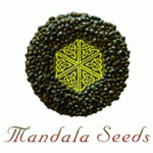 Mandala Seeds | Discount Cannabis Seeds